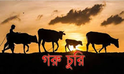 এক রাতে কৃষকের ছয়টি গরু চুরি