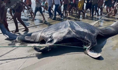 জালে আটকা পড়েছে ১৫ মণ ওজনের ‘সমুদ্রদানব’ শাপলাপাতা মাছ