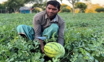 জেগে ওঠা চরে তরমুজ চাষ