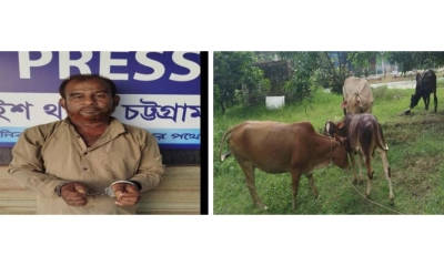 চন্দনাইশে ৪ চোরাই গরুসহ চোর আটক