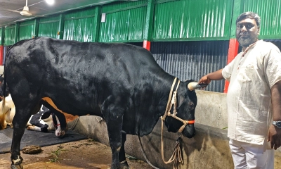 কোরবানির হাট কাঁপাবে পাবনার ‘ব্ল্যাক ডায়মন্ড’