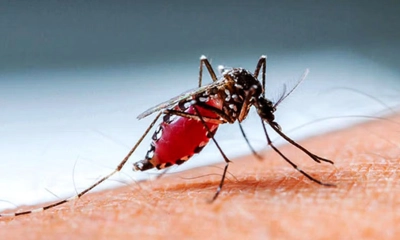 ডেঙ্গুতে আরও ৩ জনের মৃত্যু