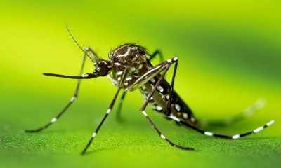 ডেঙ্গুতে ৩ জনের মৃত্যু, হাসপাতালে ৩৩১