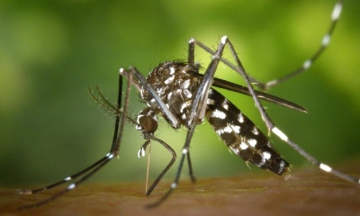 ডেঙ্গুতে আরও ২ জনের মৃত্যু, হাসপাতালে ৩৯৪