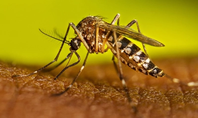 ডেঙ্গুতে একজনের মৃত্যু, হাসপাতালে ভর্তি ৩৯৩