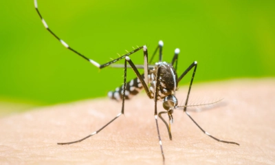 ডেঙ্গুতে হাসপাতালে ভর্তি রোগী ২১ হাজার ছাড়াল