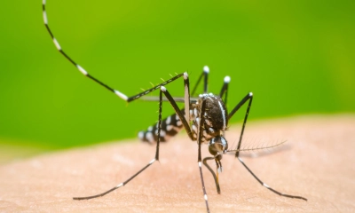 ডেঙ্গুতে মৃত্যু নেই, হাসপাতালে ভর্তি ১৯০