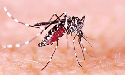 ডেঙ্গুতে আক্রান্ত হয়ে হাসপাতালে ভর্তি ৪৩০