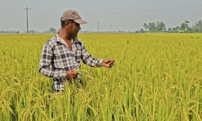 ইটভাটার বিষাক্ত ধোঁয়ায় ২৫ একর ধান নষ্ট, ক্ষতিপূরণের দাবি কৃষকদের