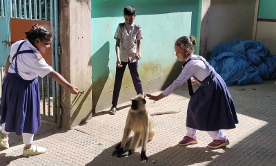 হিলির সরকারি দপ্তরে ঘুরে বেড়াচ্ছে ভারতীয় হনুমান
