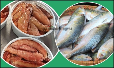 কীভাবে চিনবেন ডিমওয়ালা ইলিশ?