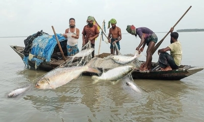 ইলিশ মাছ।     ছবি - সংগৃহীত