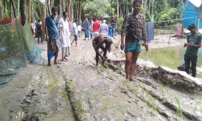 সড়কে ধানের চারা লাগিয়ে প্রতিবাদ ও মানববন্ধন 