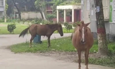 পাগলা ঘোড়াটি।     ছবি- সংগৃহীত