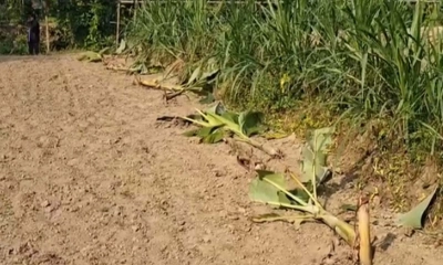 ভাঙ্গায় রাতের আঁধারে কলাগাছ নিধন