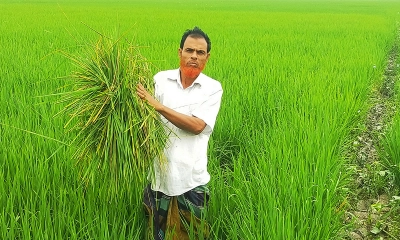 নান্দাইলে রোপা আমন ধানখেতে কৃষক। ছবি- রূপালী বাংলাদেশ