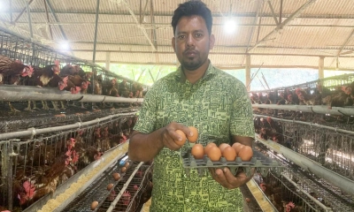 সংকটে পড়েছেন সোনাগাজী উপজেলার মুরগি খামারিরা।  ছবি- রূপালী বাংলাদেশ