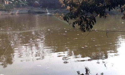 আদমদীঘিতে পুকুরে বিষ দিয়ে মাছ নিধন