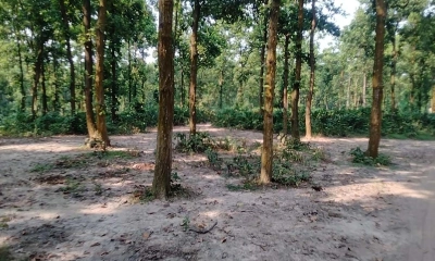 গাজীপুর সাফারি পার্কে শেষ জিরাফের মৃত্যু