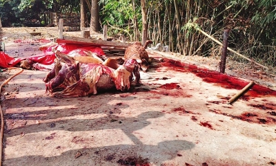 যুবলীগ নেতার বাড়িতে ৮ ঘোড়া জবাই, উদ্ধার ১১টি