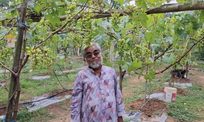 গাজীপুরে পতিত জমিতে আঙুরের সফলতা