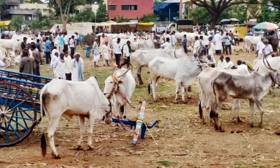 সামনে কুরবানির ঈদ, দুশ্চিন্তায় পশ্চিমবঙ্গের হিন্দু খামারিরা