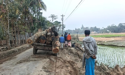 টেন্ডার ছাড়াই সরকারি গাছ কেটে নিয়ে গেল সাবেক ইউপি চেয়ারম্যান