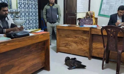 ফিরোজ খান ও তার সহযোগী একটি চীনাহাঁস ধরে নিয়ে গেছেন।  ছবি- সংগৃহীত