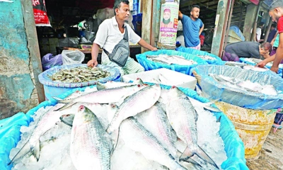মাছের দাম আকাশছোঁয়া, ভরা মৌসুমেও ইলিশ অধরা