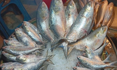 কুমিল্লার ১০ পয়েন্ট দিয়ে ইলিশ পাচার ত্রিপুরায়, বাজারে সংকট