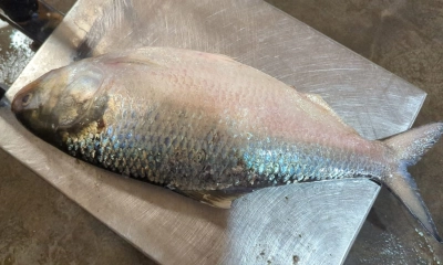 এক ইলিশ বিক্রি হলো ৫ হাজার