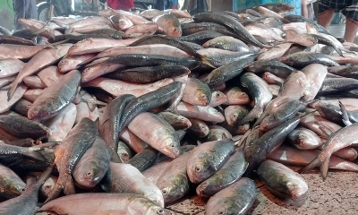 ইলিশের নামে কী খাচ্ছেন? চিনে নিন আসল ইলিশ