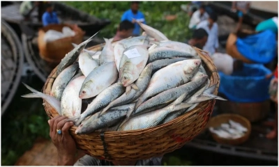 শর্তসাপেক্ষে ভারতে ১২০০ টন ইলিশ পাঠাবে সরকার
