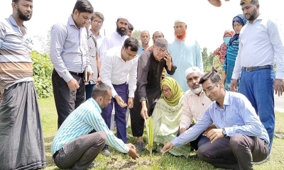 সরিষাবাড়ীতে ৫০০টি তালগাছের চারা রোপণ। ছবি- রূপালী বাংলাদেশ