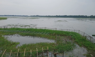 বৃষ্টির পানিতে ডুবছে কৃষকের স্বপ্ন