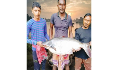 শার্শায় বড়শির টানে ধরা পড়ল ১৬ কেজির পাঙাশ