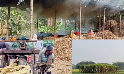 কালের স্রোতে হারিয়ে যাচ্ছে গরু দিয়ে আখ মাড়াই কল