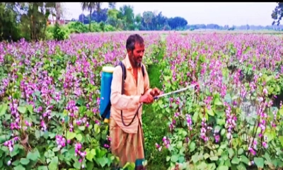 সবজির রাজ্যে বিষের গন্ধ