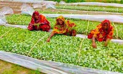 কপির চারা উৎপাদনে স্বাবলম্বী চাষিরা