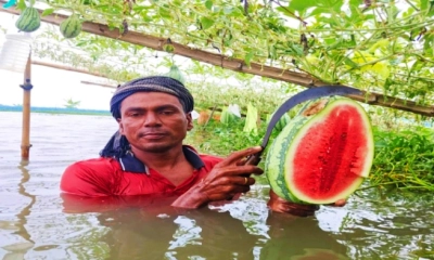 মাছের ঘেরে গ্রীষ্মকালীন  তরমুজ চাষ