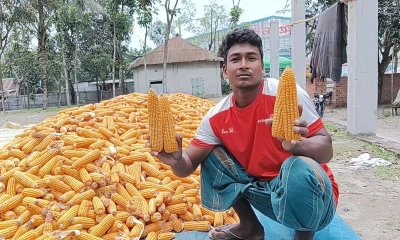 তিস্তার চরে ভুট্টার ভালো ফলন, মূল্য নিয়ে দিশাহারা কৃষক