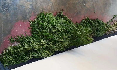 কালীগঞ্জে পানের বরজে গাঁজার চাষ, গাছসহ আটক ১