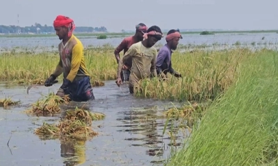 হাওরে পানির নিচে ৩ হাজার হেক্টর বোরো ধান