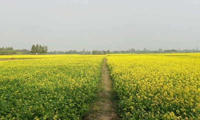 সরিষা ফুল থেকে মধু আহরণে ব্যস্ত মৌচাষিরা