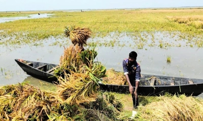 হাওরে তলিয়ে গেছে ২৬৮ হেক্টর ধান, ক্ষতিগ্রস্ত ২১ হাজার কৃষক