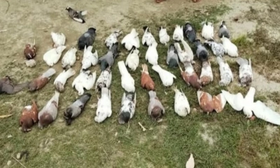 বিষ প্রয়োগে খামারের ১০৮ কবুতর হত্যার অভিযোগ