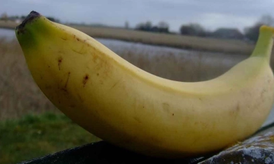 কলা কেন বাঁকা হয়?