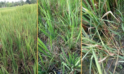 কয়রায় ধান  কেটে দিয়েছে ইঁদুর। ছবি- রূপালী বাংলাদেশ কয়রায় ধান  কেটে দিয়েছে ইঁদুর। ছবি- রূপালী বাংলাদেশ