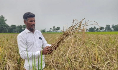 ‘রাজা ধান’ লাগিয়ে পথে বসলেন আক্কেলপুরের কৃষকরা