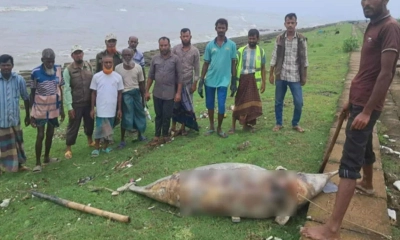 কুয়াকাটা সৈকতে ভেসে এলো মৃত ডলফিন